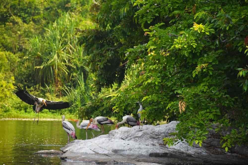 Shikaripara Wildlife Sanctuary Dumka — sal forest elephant corridor in Santhal Parganas, Jharkhand