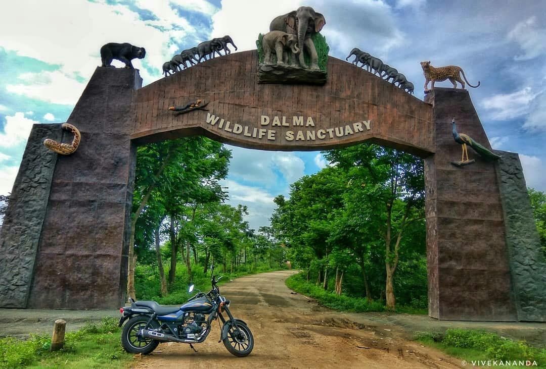 Dalma Wildlife Sanctuary — wild Asian elephants in the Dalma Hills near Jamshedpur, Jharkhand