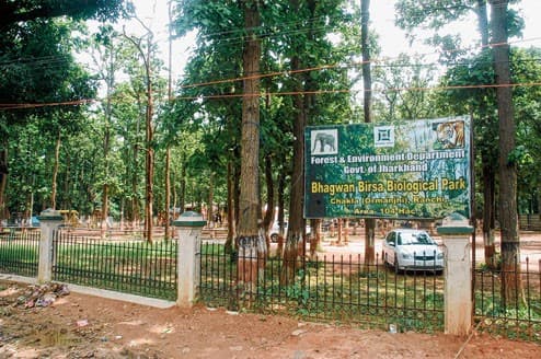 Bhagwan Birsa Biological Park Ormanjhi — white tiger in naturalistic enclosure within sal forest, Ranchi, Jharkhand